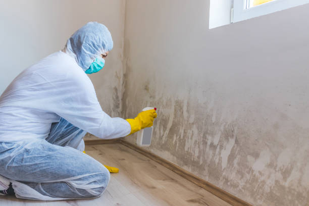 Licensed Basement Mold Remediation service in Woodbury, PA - Car Mold Remediation