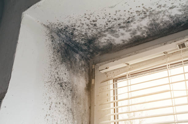 Affordable Basement Mold Remediation solutions in Woodbury, PA