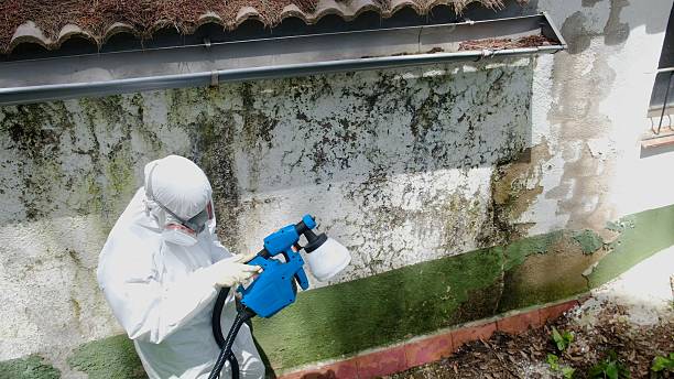 Top rated local Basement Mold Remediation specialists in Woodbury, PA
